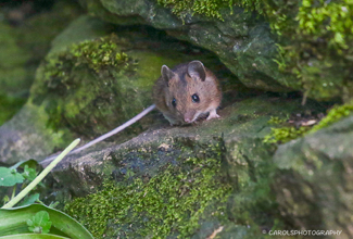 WOOD_LONG TAILED FIELD MOUSE (Apodemus sylvaticus)